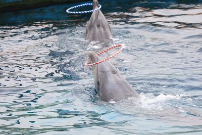 台灣動保新頁！　海陸保育動物皆不得表演