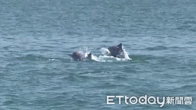 「媽祖魚」現踨金廈海域！白海豚家族躍出水面　在地人開心朝聖