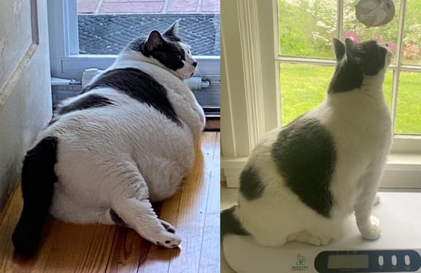 不再是阿嬤養的啦！18kg貓找到新家　「減掉一半體重」幸福模樣曝。（圖／翻攝自Facebook／Patches` Journey）