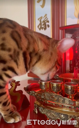 ▲豹貓喝祖先的水。（圖／IG「buka_bengalcat」提供，請勿隨意翻拍，以免侵權。）