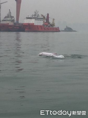 ▲▼金門金廈海域出現「海上大熊貓」中華白海豚。（圖／林名揚翻攝）