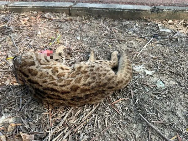 ▲彰化台74甲線有石虎遭到路殺。（圖／翻攝自●【爆料公社二社】●）