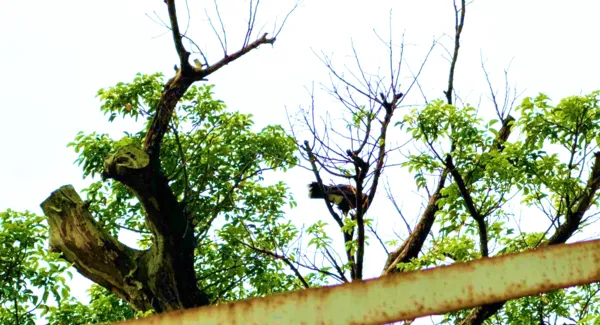 ▲桃園市動保處日前接獲通報，桃園區一隻栗翅鷹受困樹上無法飛翔。（圖／桃市動保處提供）