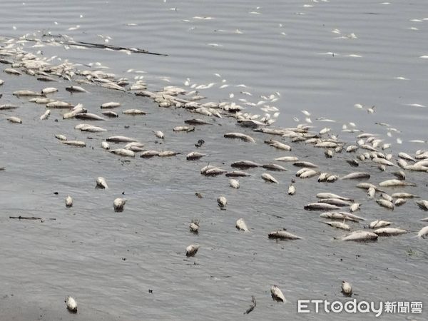 ▲▼北市河濱又現死魚，環保局初判應為溶氧偏低所致。（圖／議員顏若芳研究室提供）