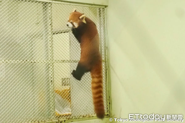 ▲小貓熊「可頌」（圖／台北市立動物園提供，請勿隨意翻拍，以免侵權。）