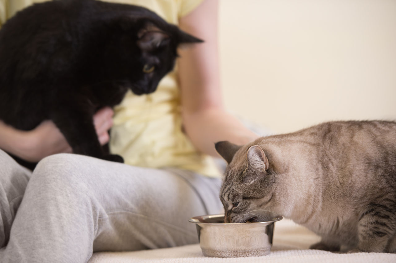 貓咪生病！飼主質疑「飼料有問題」　廠商送檢緊急發聲明 | ETtoday寵物雲 | ETtoday新聞雲