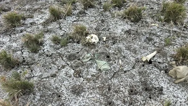 ▲伸港海域驚現白骨。（圖／民眾提供）