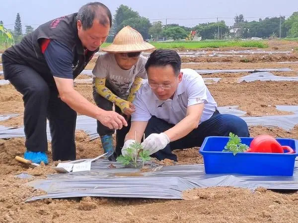 ▲桃園西瓜節，蘇俊賓、陳冠義種瓜趣指導和陪伴都是「小三」