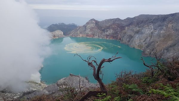 ▲▼伊真火山口網紅樹。（圖／翻攝伊真地質公園）