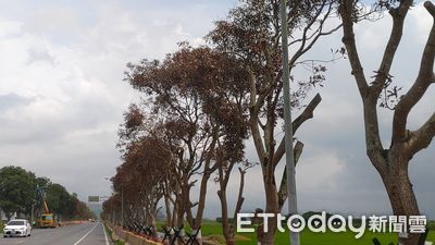 花蓮台9線整排芒果樹遭鑽孔下毒！里長心疼：200棵全枯了