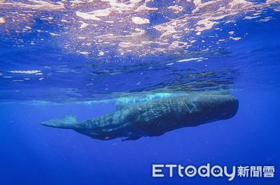 國人私人組團出國追鯨　品保揭風險