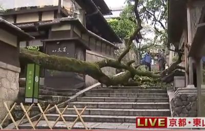 就在清水寺旁！京都景點「產寧坂」櫻花樹倒塌　砸傷6旬翁