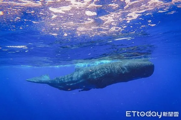 ▲▼抹香鯨，模里西斯抹香鯨。（圖／記者蔡玟君攝）使用請備註：本照片為使用Go Pro伸入海中拍攝，非浮潛拍得，一切拍攝均按照當地法律