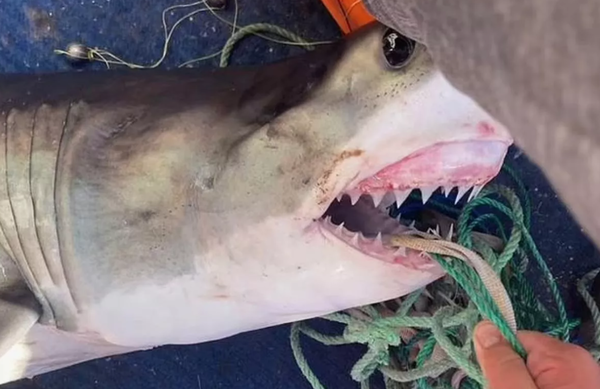 釣魚釣到1.8公尺大白鯊　16歲男「想一起合照」左腿留巨大咬痕。（圖／翻攝自Nathan Ness）