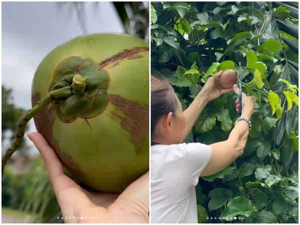 ▲林明禎媽媽在自家庭院種椰子和百香果。（圖／翻攝自Instagram／林明禎）