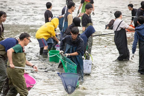 中興湖抽乾「撈上300生物」藏長絲巨鯰　大量外來種震驚日本人