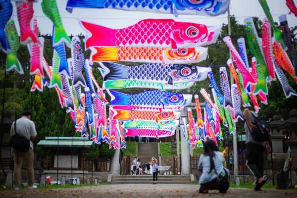 ▲桃園神社鯉魚流光祭り造景。（圖／桃園神社提供）