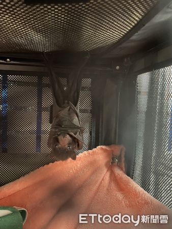 ▲被拾獲的台灣狐蝠幼體為小公蝠，推測約2週大，尚未離乳。（圖／花蓮分署提供，下同）