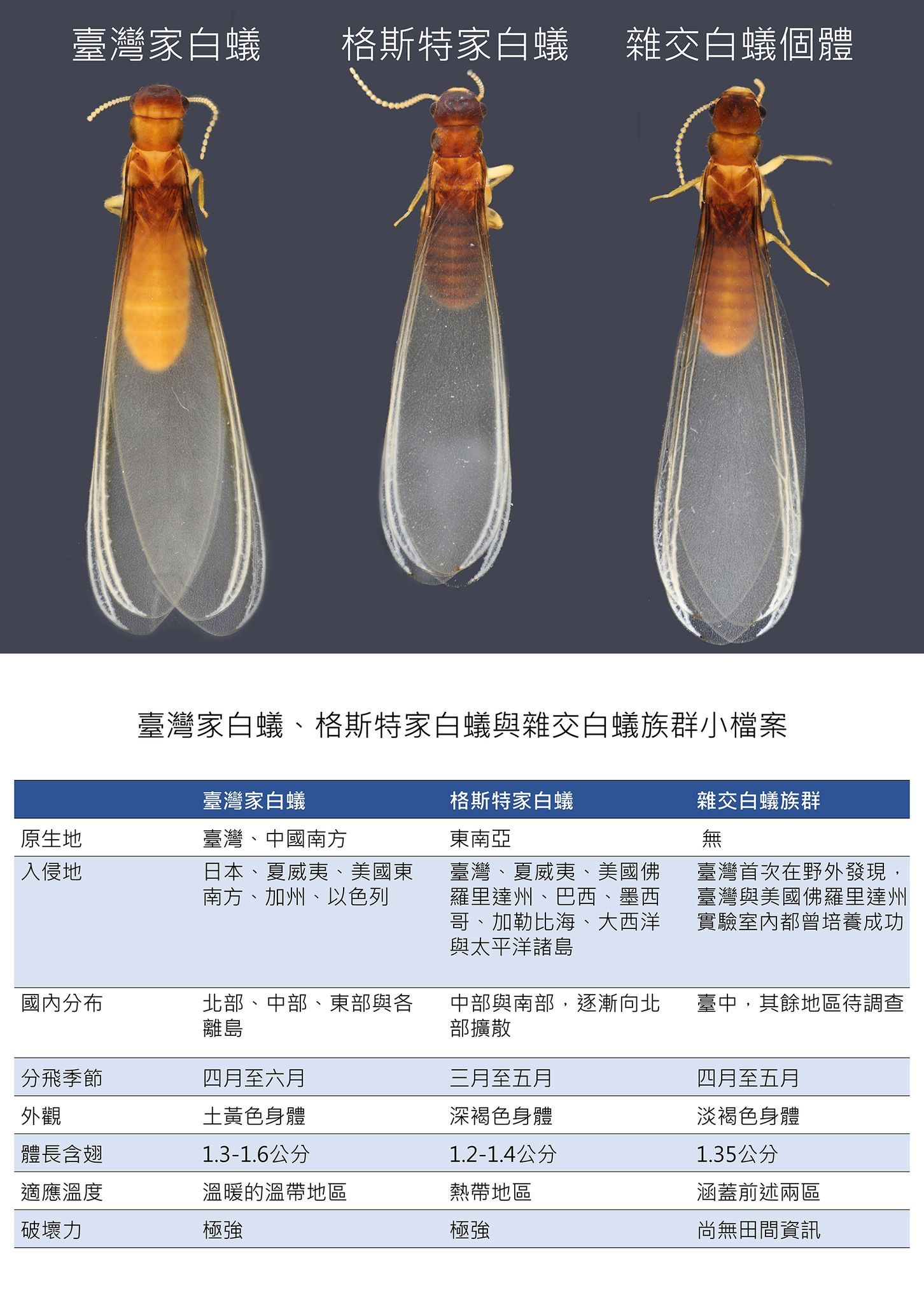 ▲▼興大昆蟲學系教授李後鋒研究團隊首次發現白蟻雜交族群。（圖／翻攝自中興大學臉書）