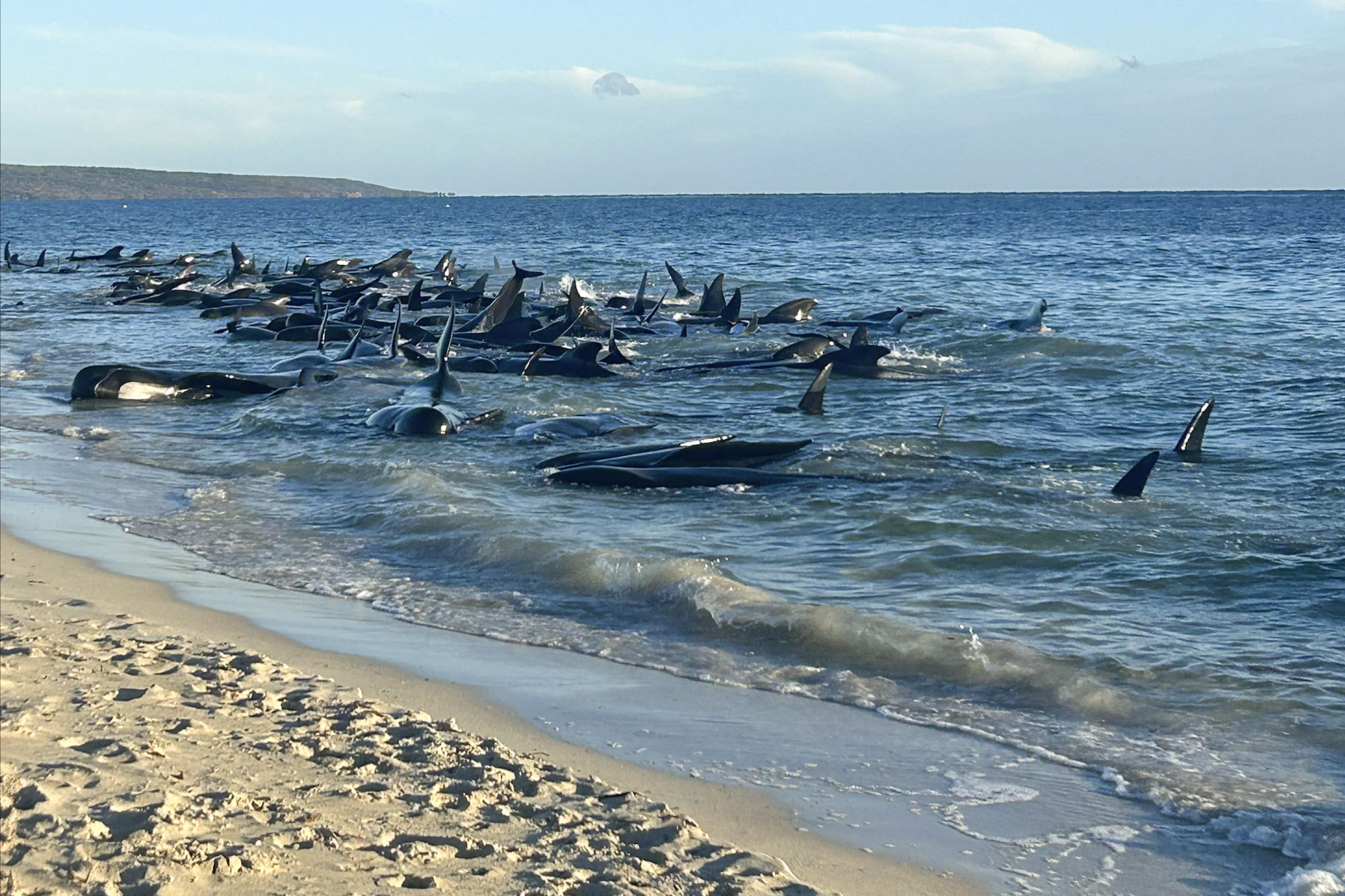 ▲▼ 澳洲西澳州海邊25日出現大量領航鯨擱淺。（圖／達志影像／美聯社）