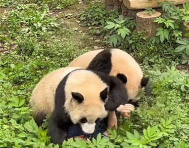 重慶動物園貓熊兄妹渝可、渝愛「撲倒奶媽」　遊客目擊嚇到驚呼