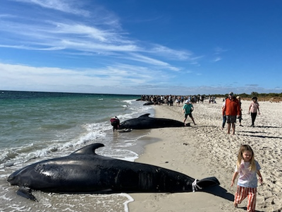 澳洲海灘160隻領航鯨擱淺29隻死亡　百人幫忙「保持呼吸」