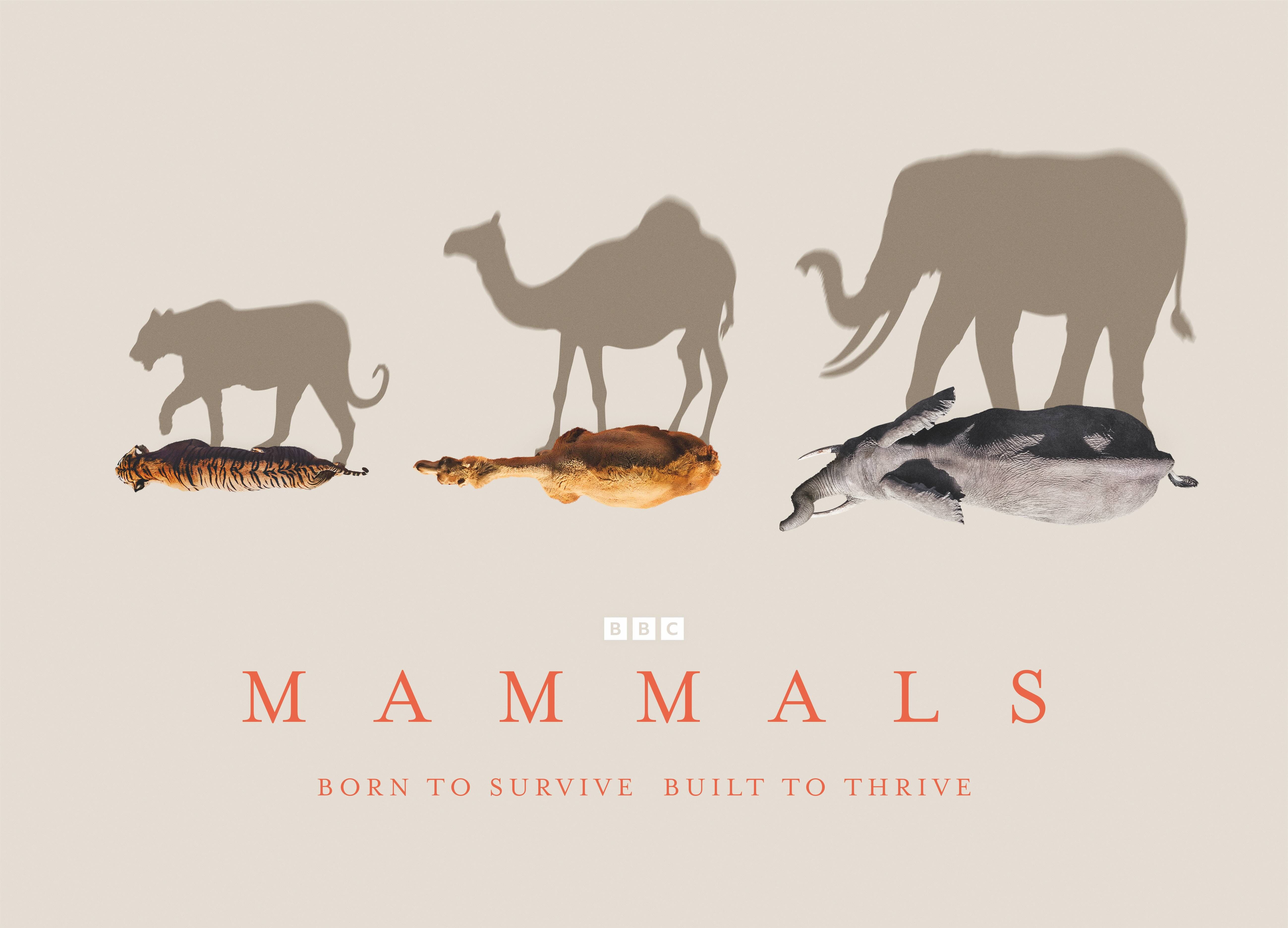 ▲▼BBC EARTH,哺乳動物星球,Mammals。（圖／BBC EARTH提供）