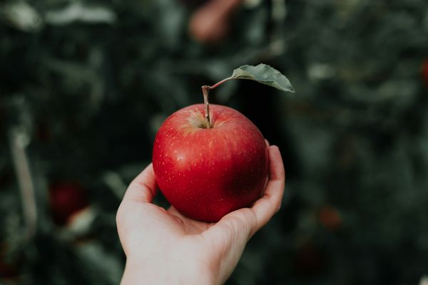 ▲▼多吃「5類食物」幫助你消除小腹             。（圖／Unsplash）