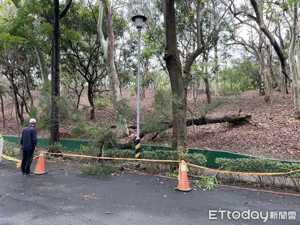 快訊／樹木砸死無辜路人！　澄清湖風景區緊急封園1週