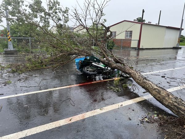 ▲彰化芬園鄉路樹倒塌砸中郵差命危送醫。（圖／民眾提供）