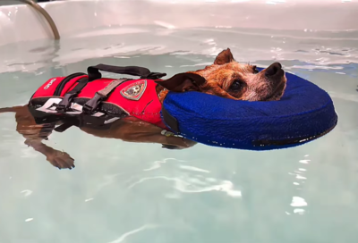 媽媽帶愛犬游泳「練肌力」　牠當泡溫泉「漂浮到快睡著」