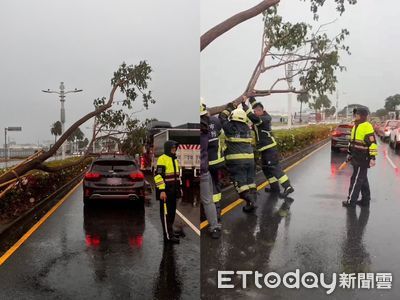 快訊／高雄路樹又倒了！Uber停紅燈慘被重砸　司機乘客嚇壞