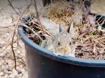 整理花園發現盆栽長出「兔寶寶」　4隻窩一起好奇探頭