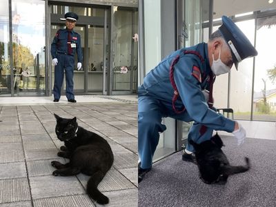 7年攻防戰贏了！日本小黑貓「單挑警衛」拿首勝　開心衝進美術館