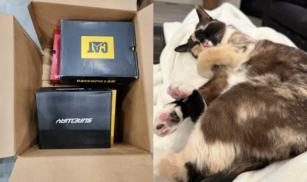 頑皮小貓偷鑽進紙箱「意外被主人退貨」　運到1千多公里奇蹟回家。（圖／翻攝自Facebook／Carrie Stevens Clark ）