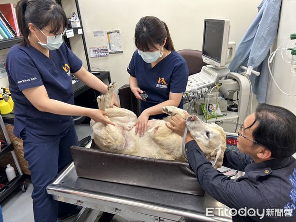 ▲高雄市政府消防局特搜犬享受英雄式待遇             。（圖／記者吳奕靖翻攝）