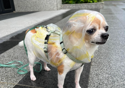 吉娃娃阿公穿「市場牌雨衣」眼神超嫌棄　拒絕散步：能看嗎？