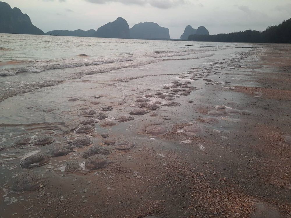 ▲▼泰國海邊大量水母　當局警告千萬別摸。（圖／翻攝自naewna）