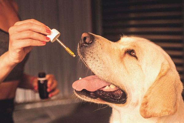 CBD精油在國外可合法購買用來安撫狗的情緒。（示意圖，pixabay）