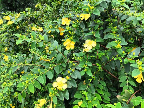 ▲位於新生公園的「臺北玫瑰園」，不只玫瑰，此時正上演百花宴。（圖／公園處提供）