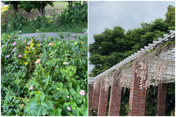▲位於新生公園的「臺北玫瑰園」，不只玫瑰，此時正上演百花宴。（圖／公園處提供）