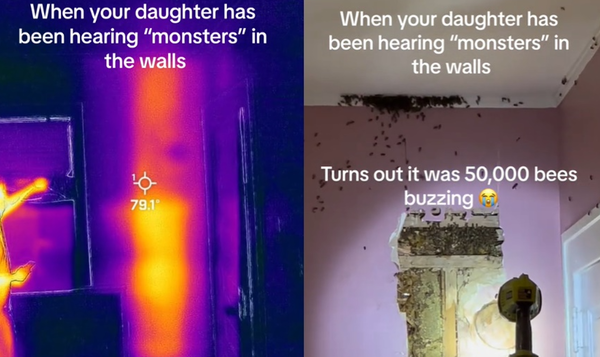 3歲女兒警告「家裡有怪物」　女破牆發現5萬蜜蜂嚇：好像恐怖片。（圖／翻攝自TikTok／classashley）