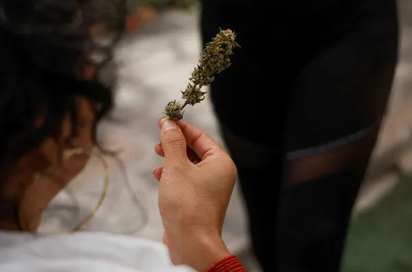 ▲▼大麻。（圖／路透）