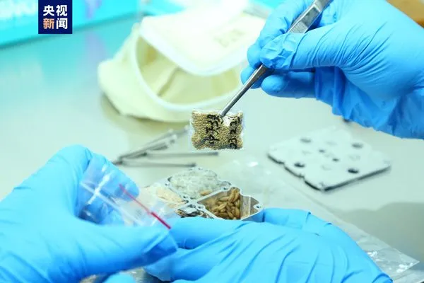 ▲大陸神舟十七號將太空實驗樣品攜返交由地球科學家研究。（圖／翻攝央視）