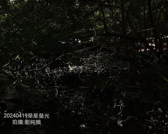▲榮星花園公園是台北市螢火蟲秘境。（圖／公園處提供）