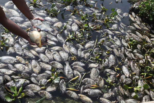 ▲▼印尼西蘇門答臘省魚群暴斃。（圖／VCG）