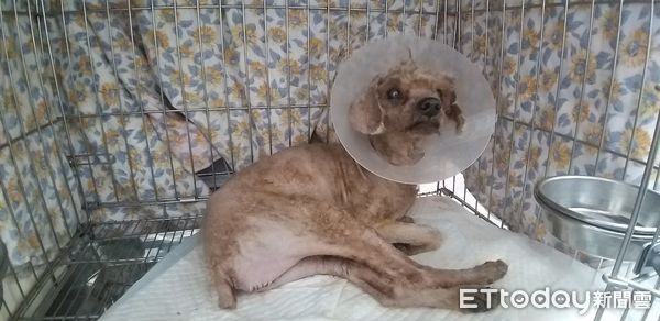 ▲▼ 貴賓犬下腹部受傷滲血            。（圖／動保處提供）