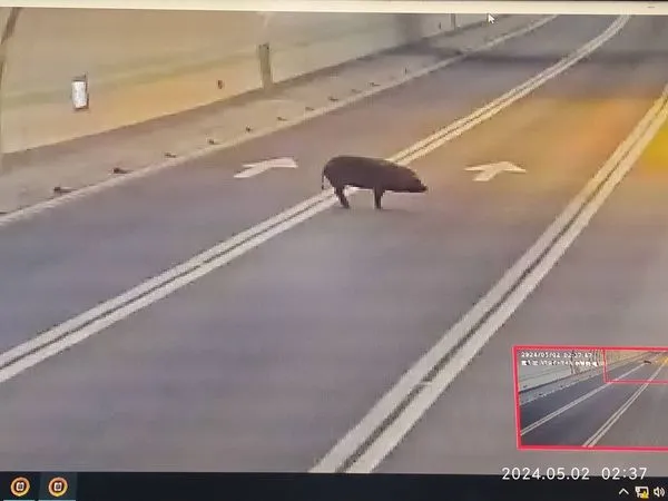 ▲▼國3中寮隧道內驚見「黑豬半夜遊蕩」，呆站卡路中…驚險畫面曝。（圖／翻攝記者爆料網）