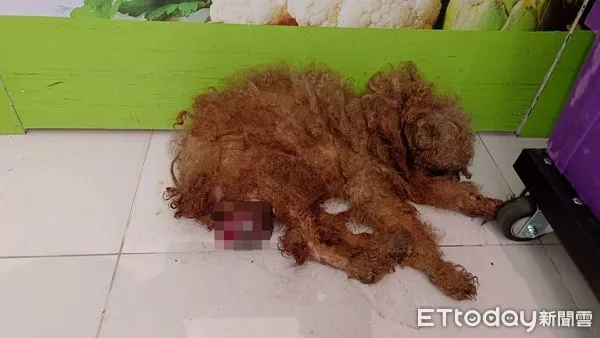 ▲貴賓犬下腹部受傷滲血 。（圖／動保處提供）