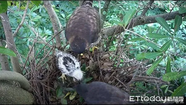 ▲當時地震才保護牠們！鳳頭蒼鷹1寶寶過世　媽媽努力照顧存活孩（圖／粉專「台灣猛禽研究會 Raptor Research Group of Taiwan」提供，請勿隨意翻拍，以免侵權。）